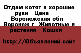 Отдам котят в хорошие руки › Цена ­ 10 - Воронежская обл., Воронеж г. Животные и растения » Кошки   